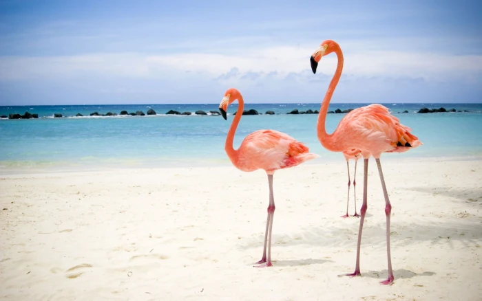 Flamingo Flamingos Beach HD animals 2k