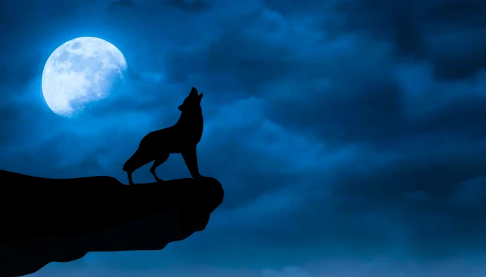 Photo illustration of wolf howling on a rock precipice under night sky 2k