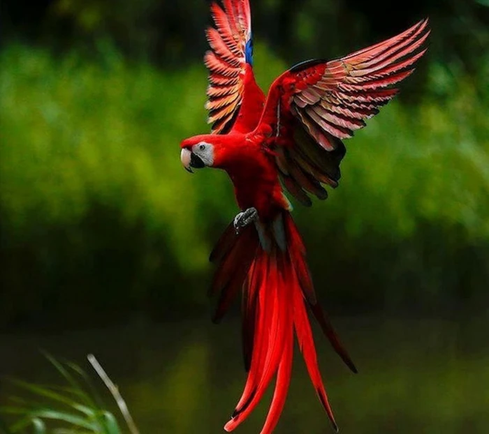 nature abstract flowers parrot bird animal themes flying