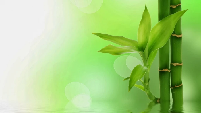 plant leaf art design flower spring grass floral pattern 2k
