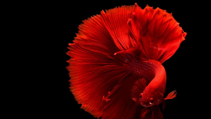 Red Betta Fish studio shot black background petal beauty in nature 2k