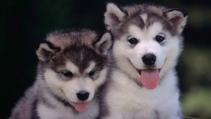 short coated gray and white puppies animals dog 2k