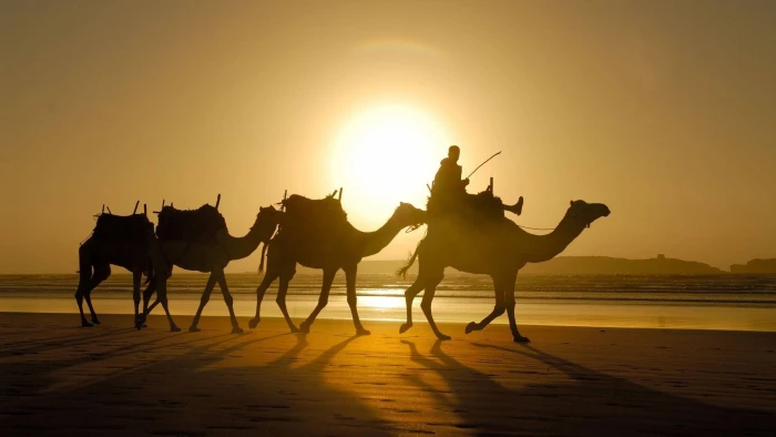 silhouette of four camels photo sunlight shadow desert animals 2k