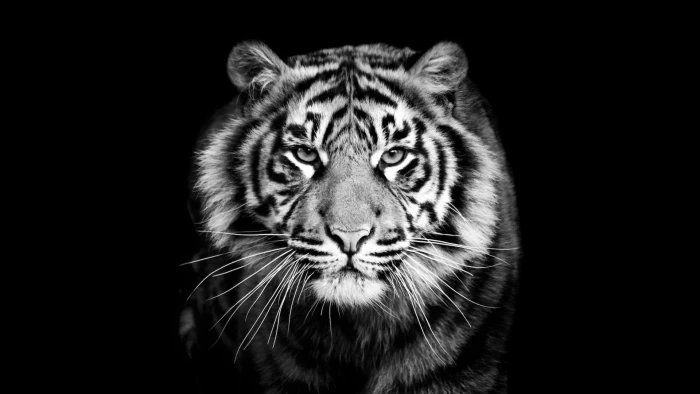 tiger black and white wildlife monochrome photography 2k