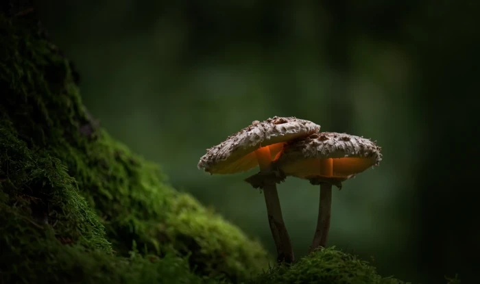 two brown mushrooms moss green nature plants depth of field 2k