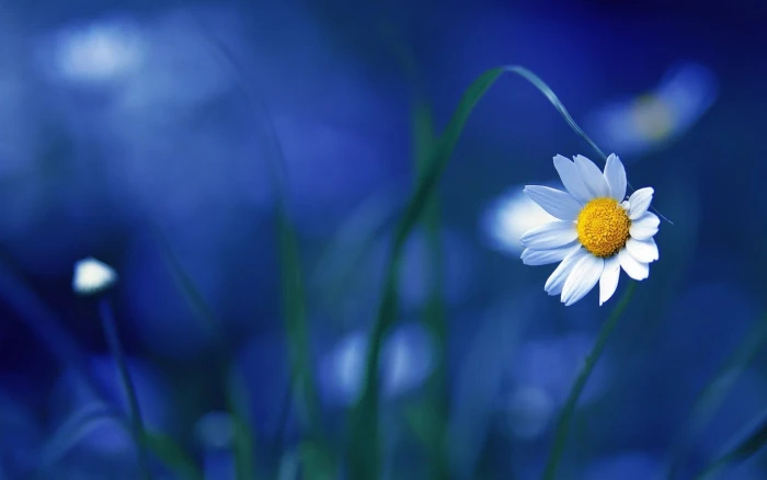 white daisy flower selective focus photography of 2k