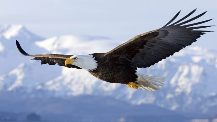 American eagle flying bald nature landscape animals 2k