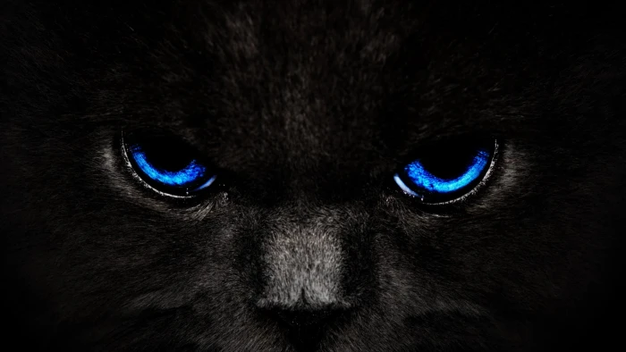 animals black digital graphic design light wallpaper 2k