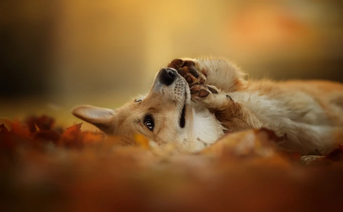 autumn nature each dog Welsh Corgi 2k