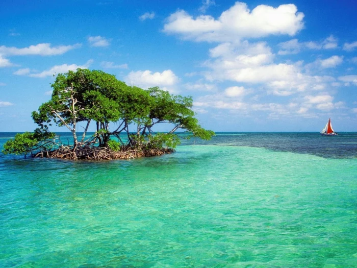 beach mangrove tree water