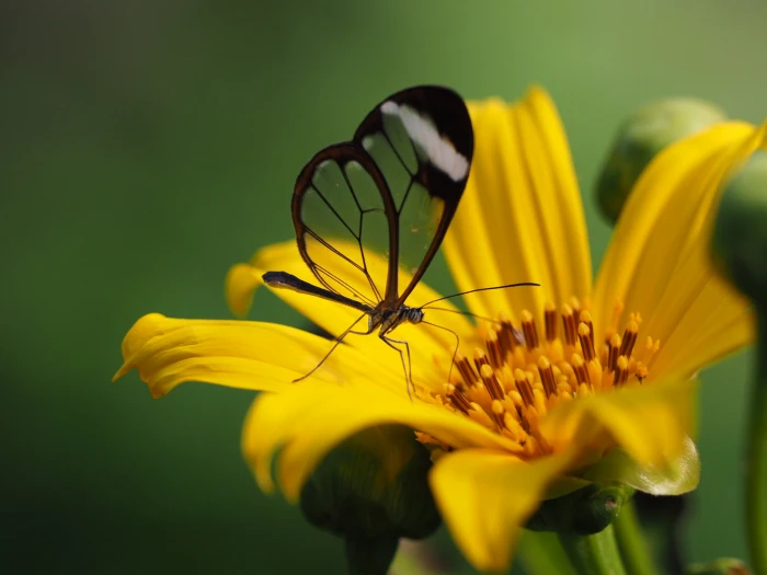 black butterfly on yellow petaled flower nature insect 2k
