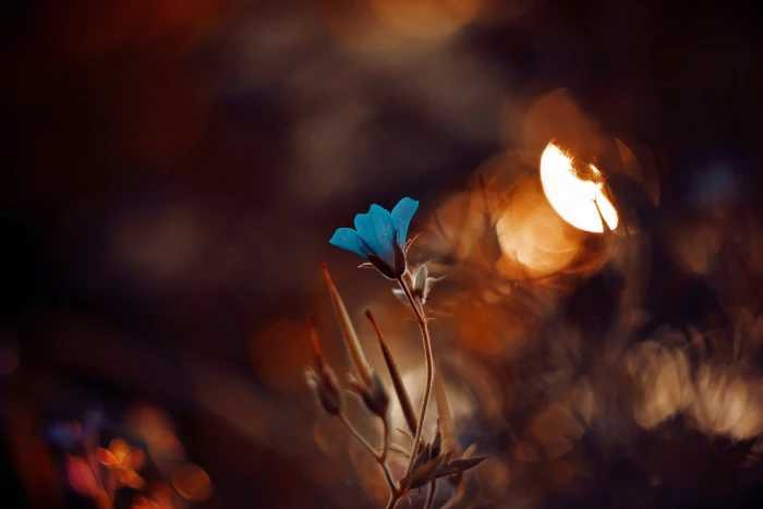 blue petaled flowe shallow focus photography of flower 2k