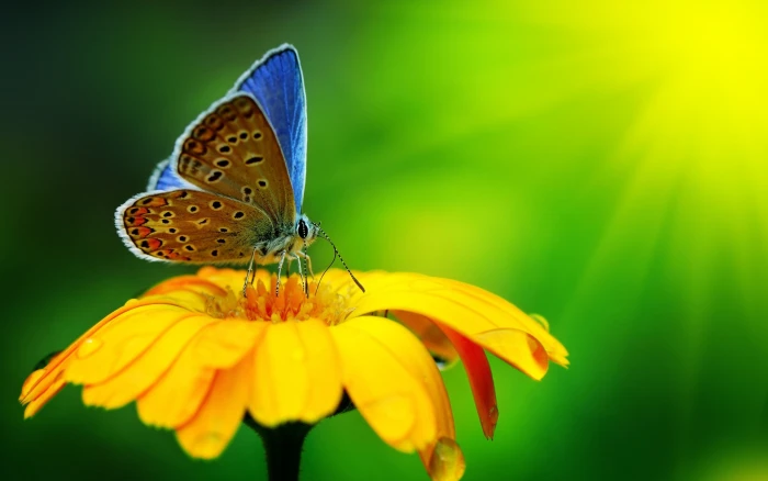 blue butterfly nature macro flowers insect animals flowering plant 2k