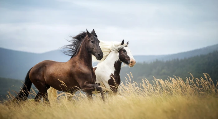 brown horse nature background horses animal outdoors meadow 2k