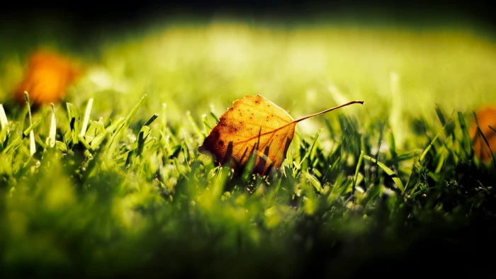 brown leaf and green grass shallow focus photography of orange on 2k