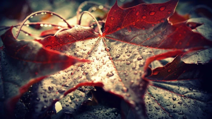 brown leaf plant close shot of maple leaves dew nature 2k