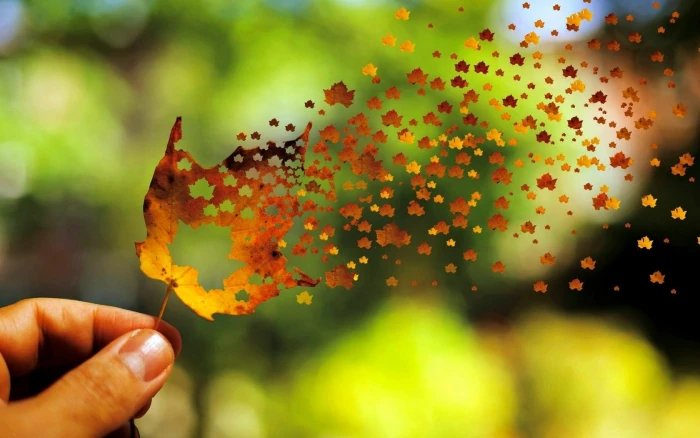 brown maple leaf fading photo leaves fall depth of field 2k