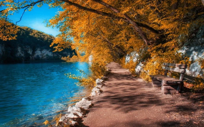 brown tree trees at pathway near river during daytime