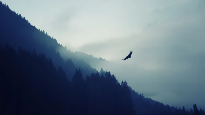 eagle above misty forest mountains trees minimalism nature 2k 4k