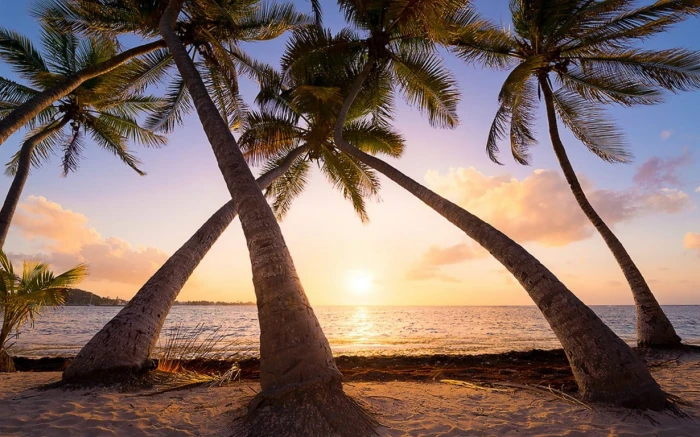 five brown trees nature landscape beach palm sea sand
