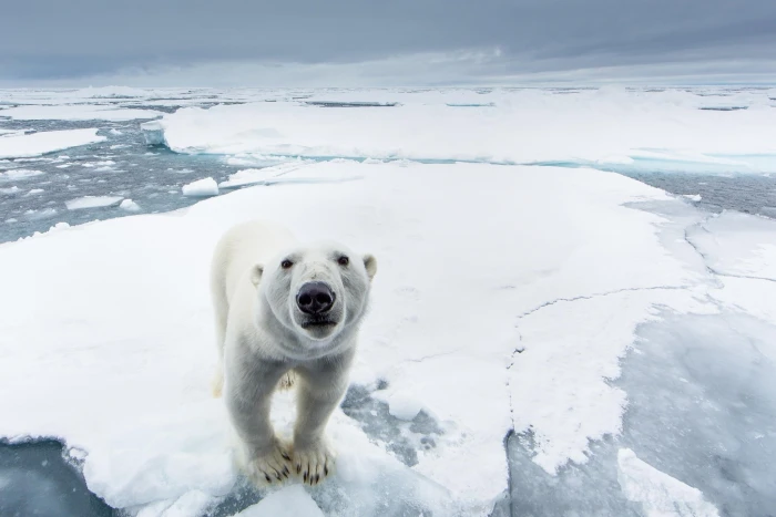 Polar bear polar snow ice predator nature north pole 2k