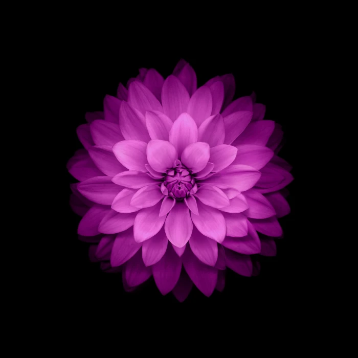 purple dahlia flower IOS wallpaper petaled in dark room 2k