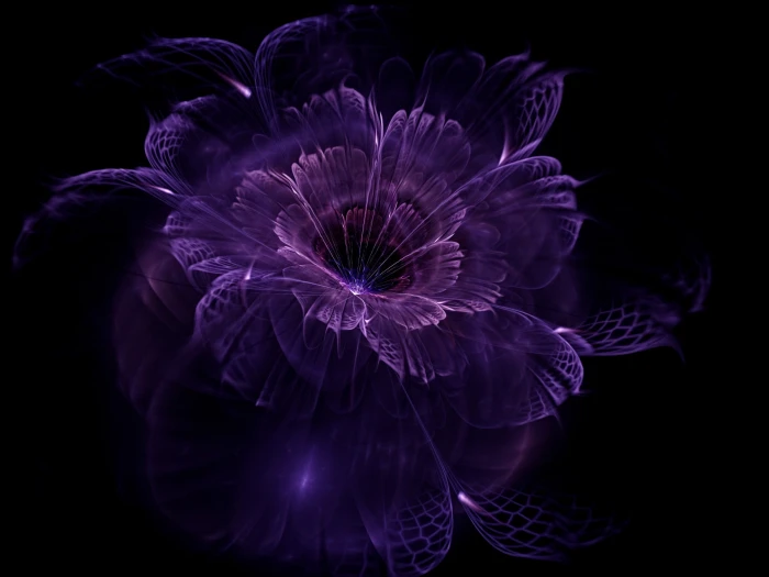 purple petaled flower abstract fractal black background flowers 2k