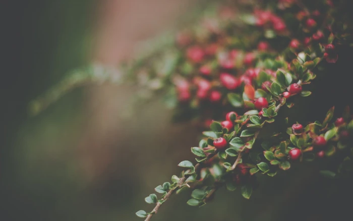 red cherries shallow focus photography of berries nature 2k