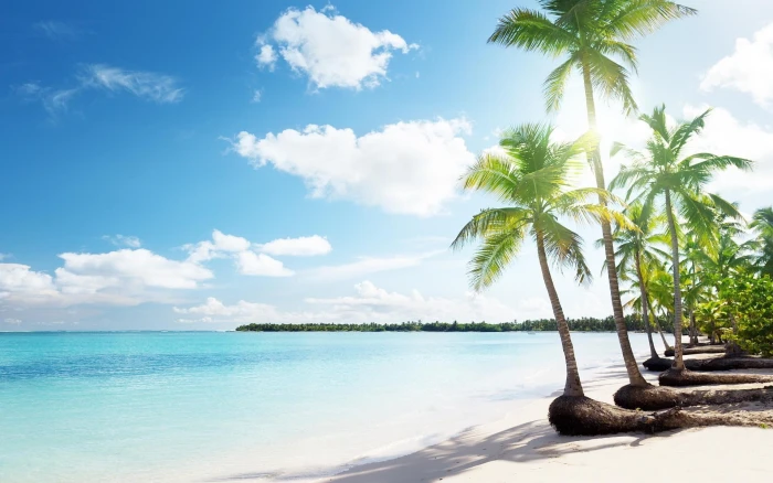 beach for desktop background tropical climate palm tree 2k