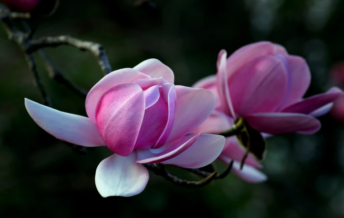 selective focus photography of pink Camellia flower magnolia 2k