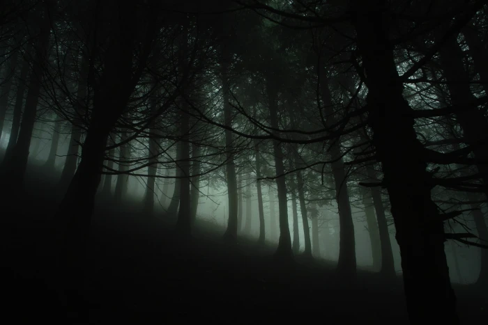 black forest silhouette of nature trees branch wood 2k