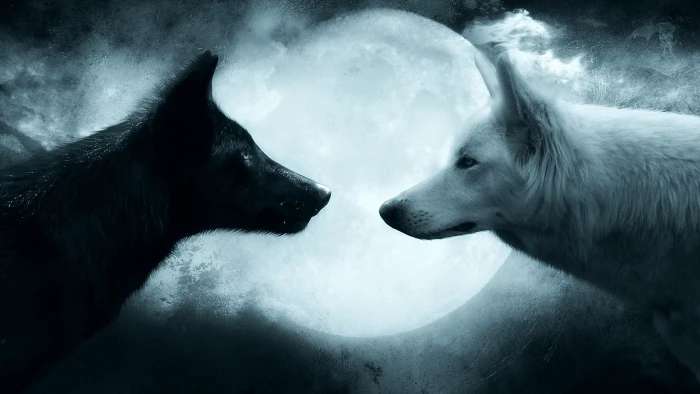 two black and white wolves wallpaper wolf couple animal themes 2k
