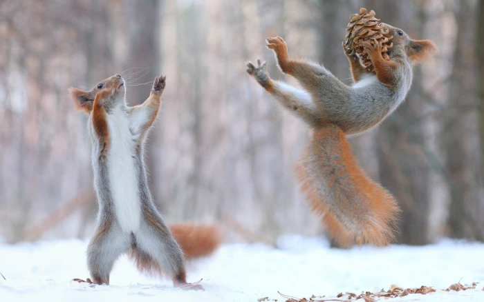 two gray and brown squirrels nature animals snow winter force 2k