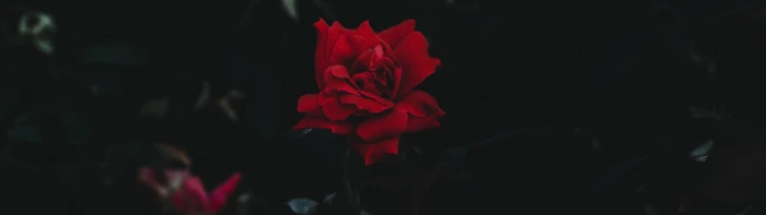 ultrawide rose nature 2k 4k 5k