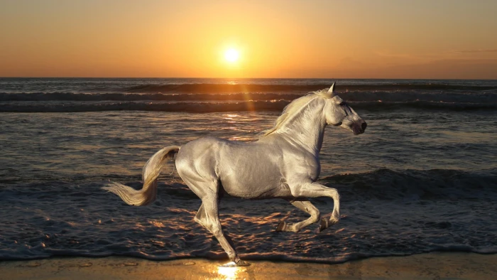 white horse nature stallion animals rides sea beach outdoors 2k