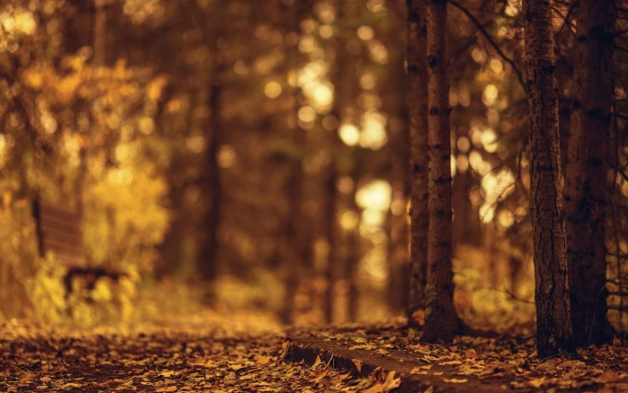 brown dried leaves autumn trees bench nature background 2k