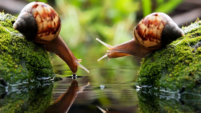 brown snail two snails on algae covered stones drink 2k