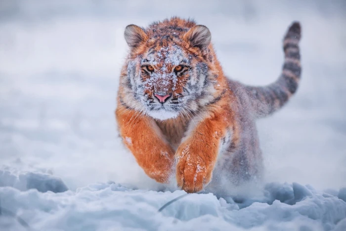 brown tiger and black wild cat running during winter animals 2k
