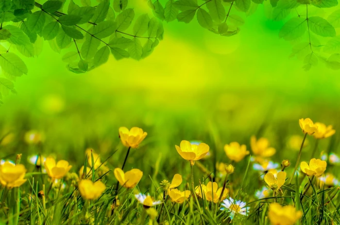 yellow flower field spring background meadow easter green 2k