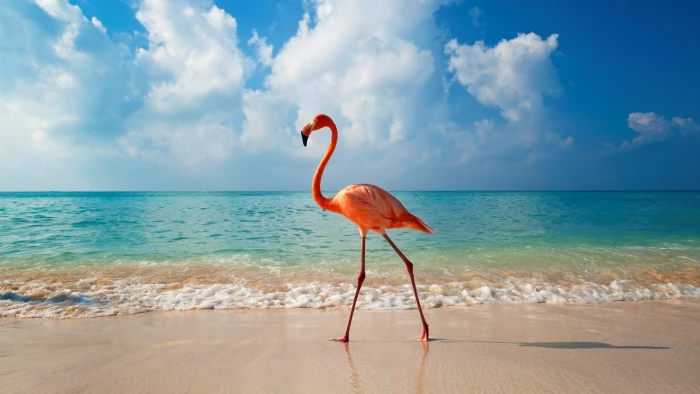 flamingo computer backgrounds sea water land horizon beach 2k