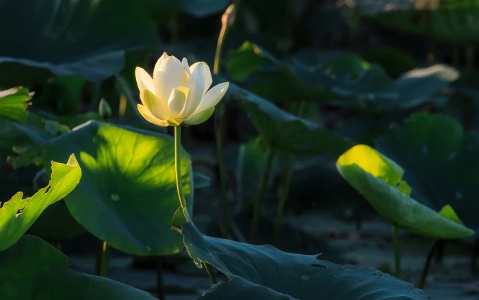 flowers leaves bokeh plants nature green photography lotus 2k