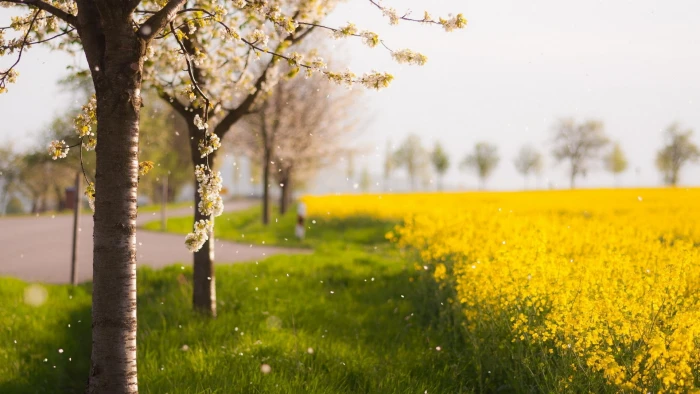 for desktop nature scenes beautiful scenery 2k