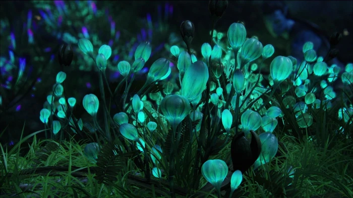 fungi flowers nature bioluminescence 2k