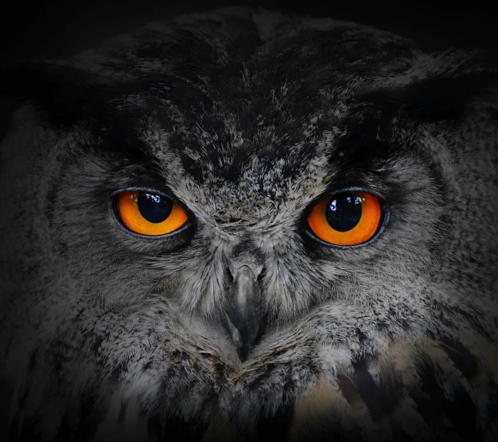 gray and black owl nature animal one themes