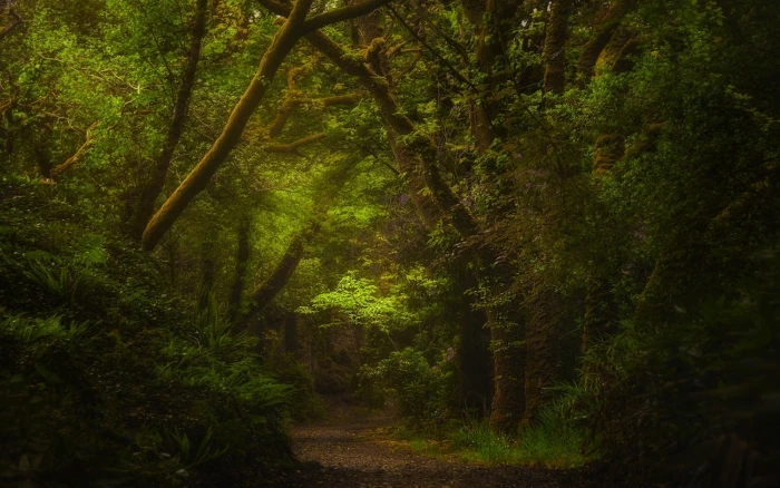 green forest nature path shrubs landscape Ireland ferns 2k