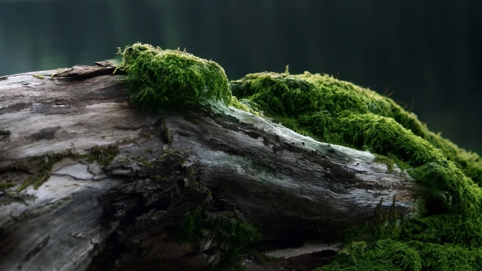 green leafed plant brown drift wood with moss nature macro 2k