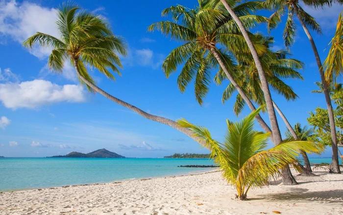 green palm trees nature landscape tropical Bora beach