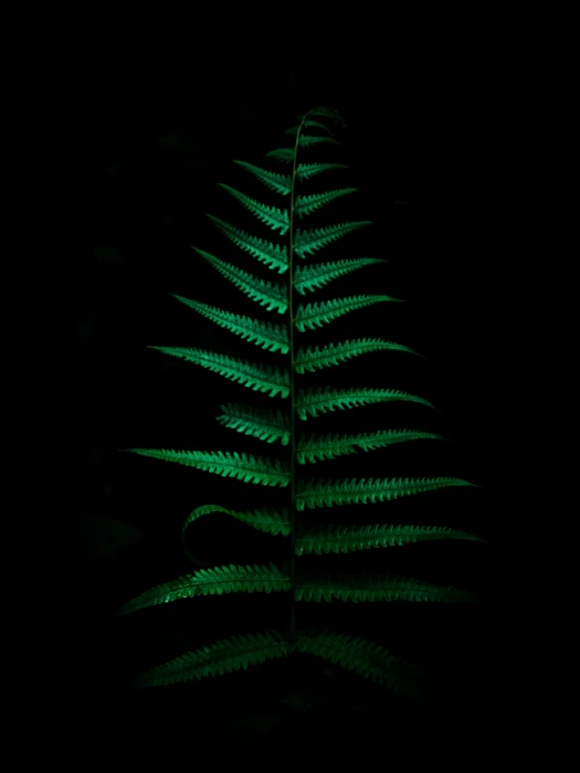 india kattappana nature eco blackwallpaper leaf amoled 2k