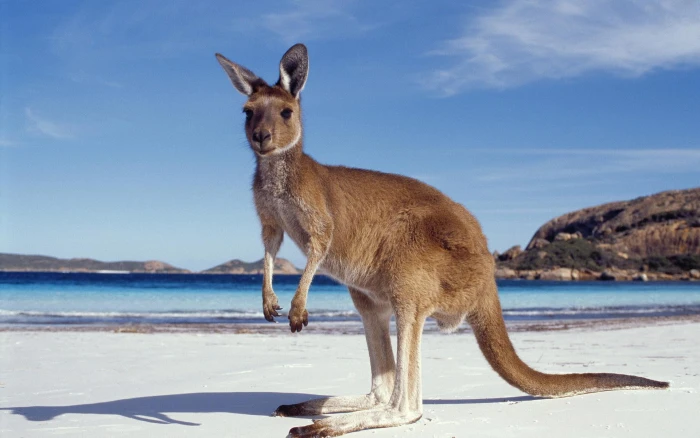 Kangaroo on BEach funny 2k
