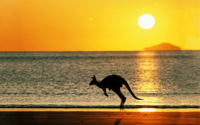 kangaroos beach Australia Sun sky animals red kangaroo 2k
